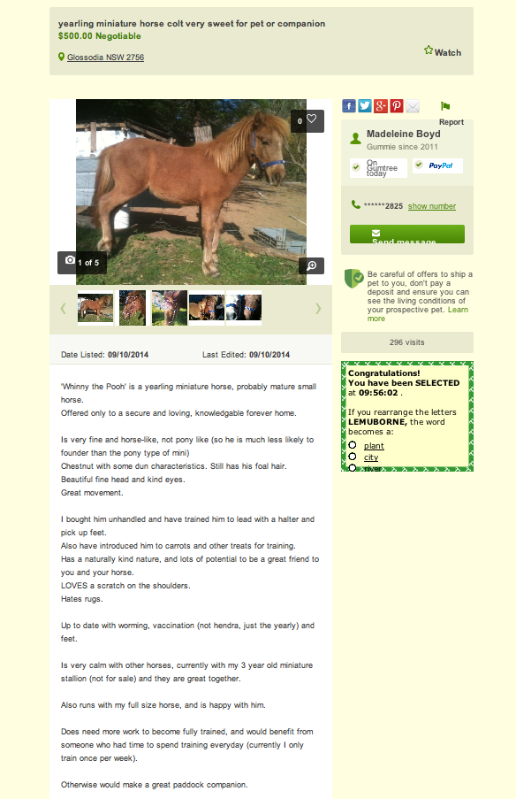 Whinney on Gumtree